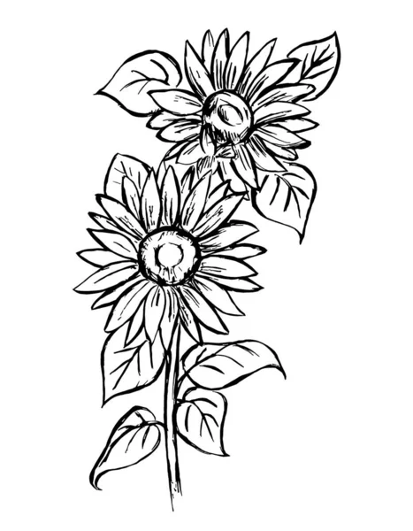 Чорний Контур Квітки Соняшнику Білому Тлі — стокове фото