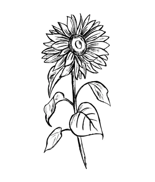 Black Outline Sunflower Flower White Background — Stock Photo, Image