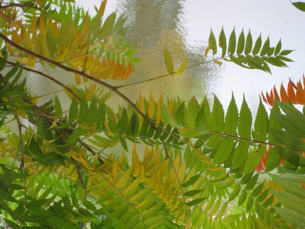 Foglie Verdi Fogliame Della Flora — Foto Stock