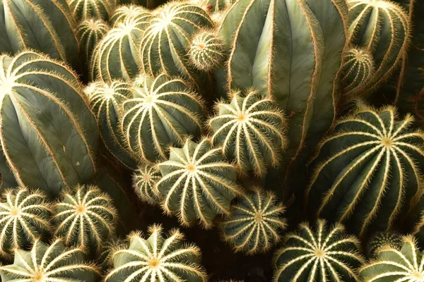 Family Cactuses Nursery — Stock Photo, Image