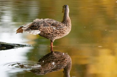 Kışın 2022 'de ördekler