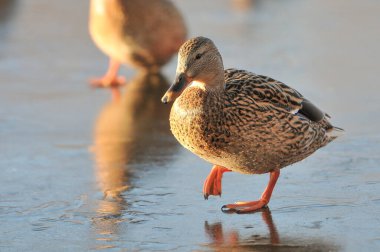 Kışın 2022 'de ördekler