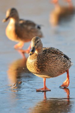 Kışın 2022 'de ördekler