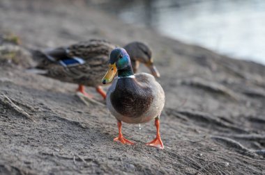 Kışın 2022 'de ördekler