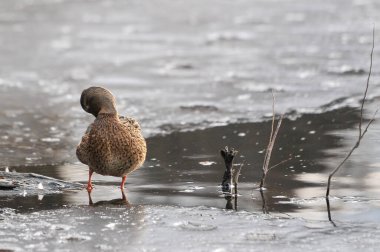 Kışın 2022 'de ördekler