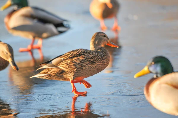 Enten Auf Dem See 2022 Winter — Stockfoto