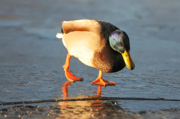 Patos Lago 2022 Inverno — Fotografia de Stock