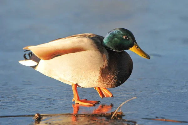 Patos Lago 2022 Inverno — Fotografia de Stock