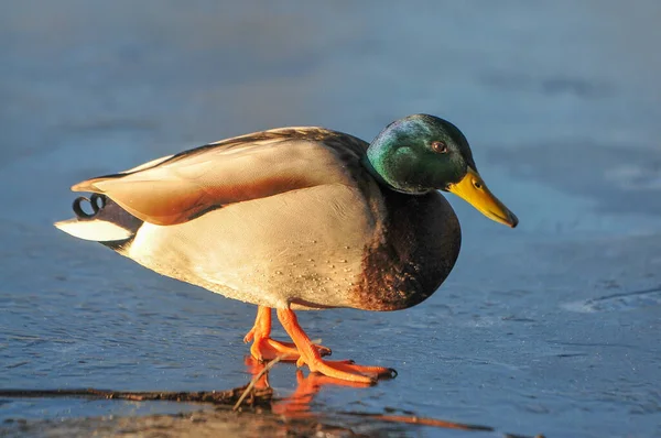 Patos Lago 2022 Inverno — Fotografia de Stock