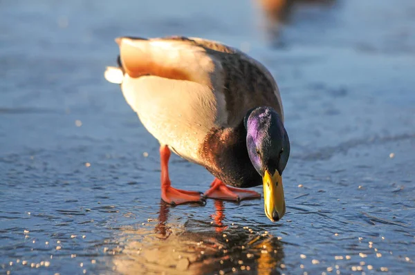 Anatre Sul Lago 2022 Inverno — Foto Stock