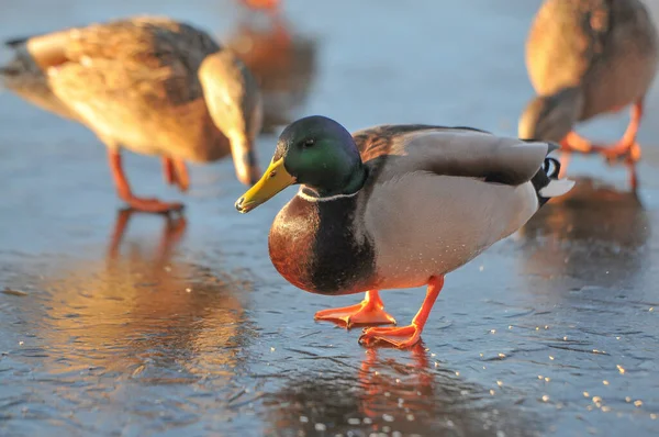 Eenden Het Meer 2022 Winter — Stockfoto