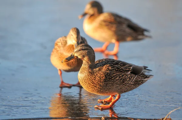 Patos Lago 2022 Inverno — Fotografia de Stock