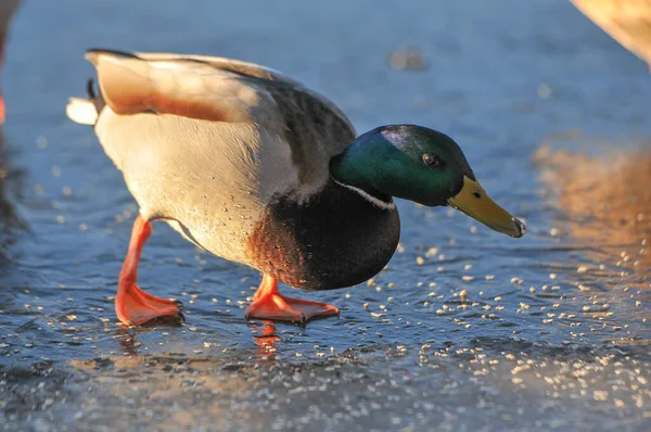 Eenden Het Meer 2022 Winter — Stockfoto