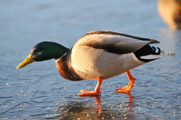 Patos Lago 2022 Inverno — Fotografia de Stock