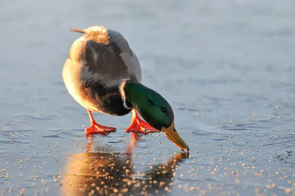 Patos Lago 2022 Inverno — Fotografia de Stock