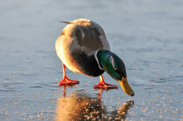 Ducks Lake 2022 Winter — Stock Photo, Image