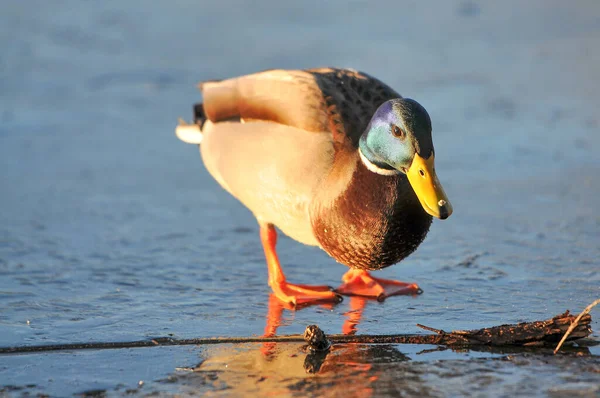 Patos Lago 2022 Invierno — Foto de Stock