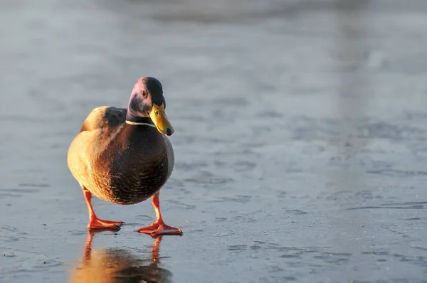 Enten Auf Dem See 2022 Winter — Stockfoto