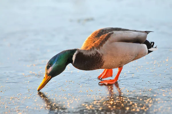 Enten Auf Dem See 2022 Winter — Stockfoto