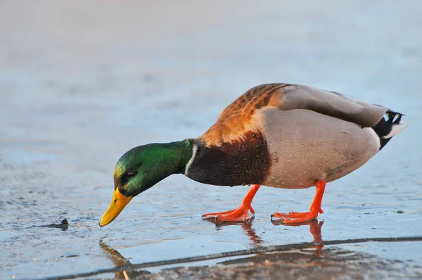 Anatre Sul Lago 2022 Inverno — Foto Stock