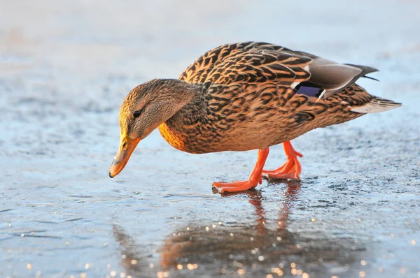 Eenden Het Meer 2022 Winter — Stockfoto