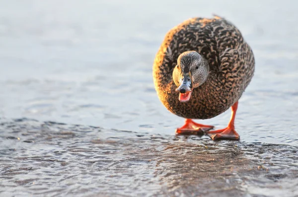 Kaczki Jeziorze 2022 Zimie — Zdjęcie stockowe