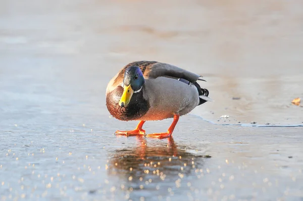 Enten Auf Dem See 2022 Winter — Stockfoto