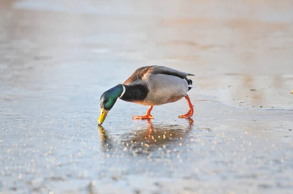 Anatre Sul Lago 2022 Inverno — Foto Stock