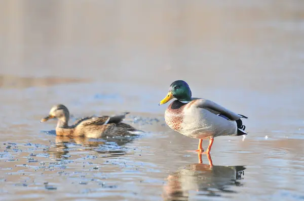 Patos Lago 2022 Inverno — Fotografia de Stock