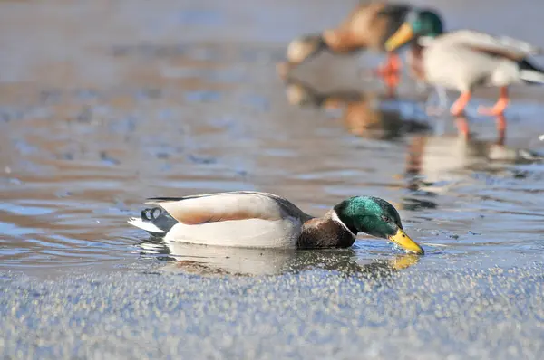 2022年冬季湖上的鸭子 — 图库照片
