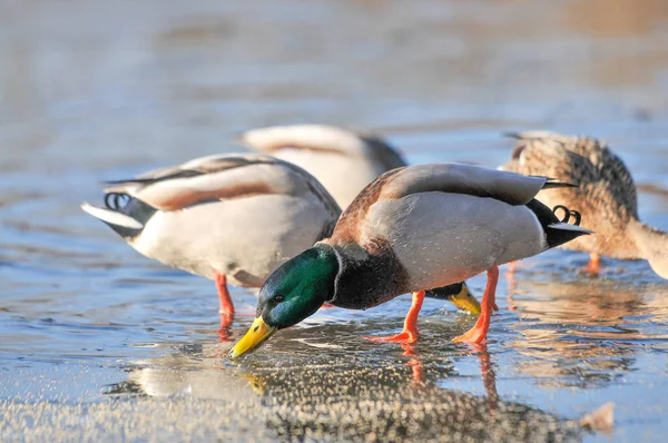 Enten Auf Dem See 2022 Winter — Stockfoto