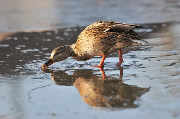 Patos Lago 2022 Inverno — Fotografia de Stock