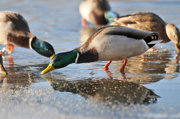 Enten Auf Dem See 2022 Winter — Stockfoto