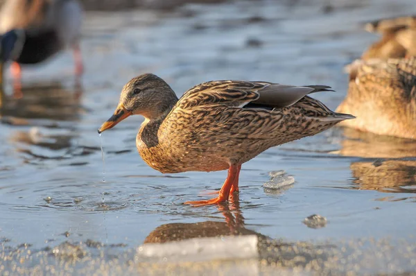 Patos Lago 2022 Inverno — Fotografia de Stock