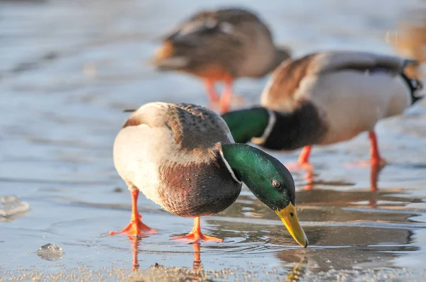 Enten Auf Dem See 2022 Winter — Stockfoto