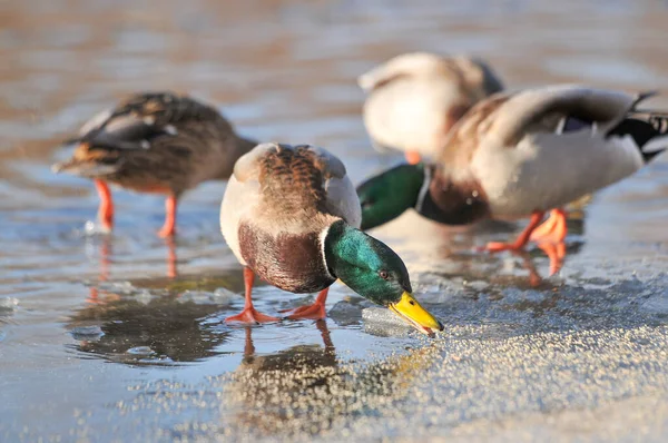 Enten Auf Dem See 2022 Winter — Stockfoto