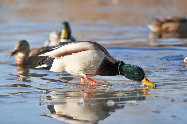 2022年冬季湖上的鸭子 — 图库照片