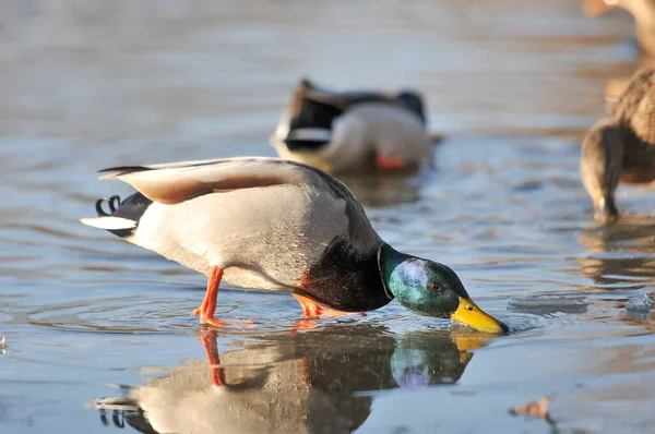 Enten Auf Dem See 2022 Winter — Stockfoto