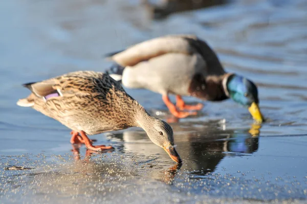 Enten Auf Dem See 2022 Winter — Stockfoto