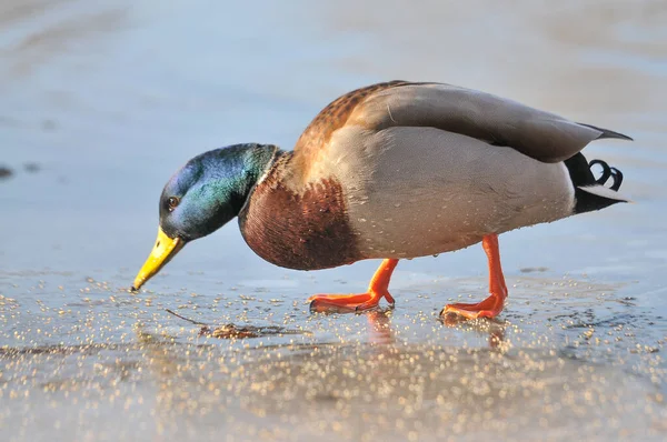 Enten Auf Dem See 2022 Winter — Stockfoto