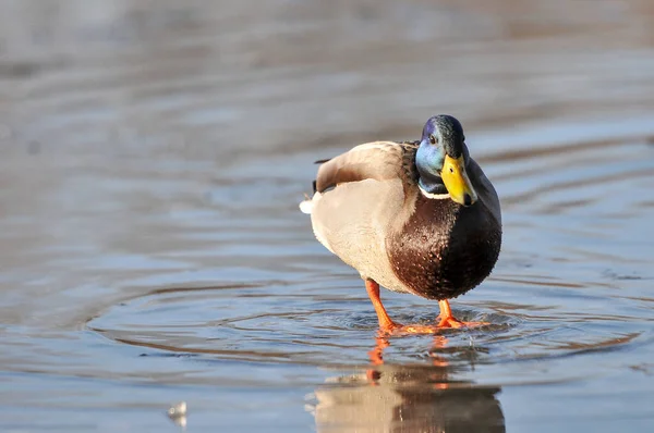 Patos Lago 2022 Inverno — Fotografia de Stock