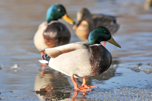 Eenden Het Meer 2022 Winter — Stockfoto