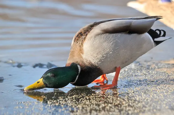 Patos Lago 2022 Inverno — Fotografia de Stock