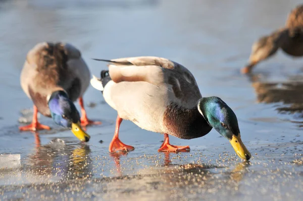 Ducks Lake 2022 Winter — Stock Photo, Image