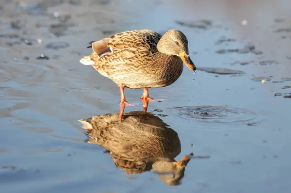 Patos Lago 2022 Inverno — Fotografia de Stock