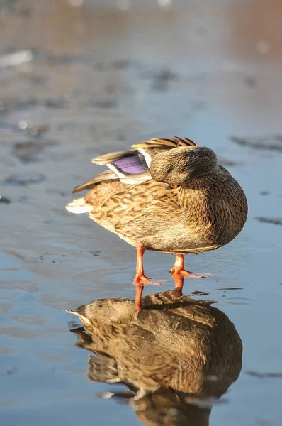 Patos Lago 2022 Inverno — Fotografia de Stock