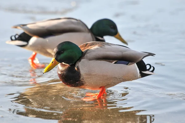 Enten Auf Dem See 2022 Winter — Stockfoto