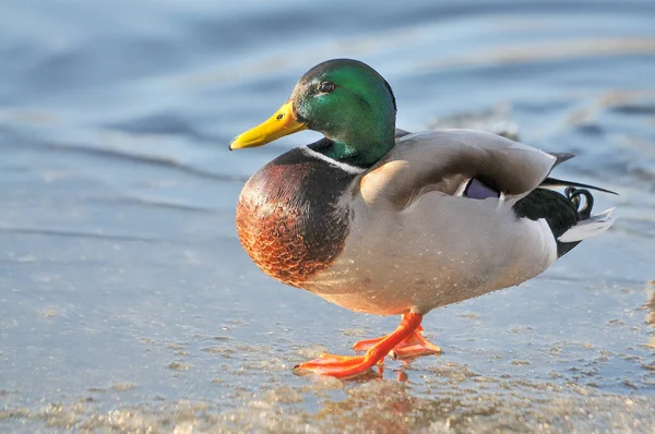 Eenden Het Meer 2022 Winter — Stockfoto