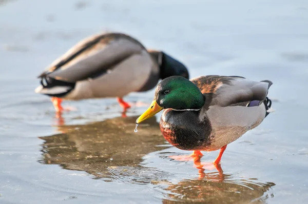 Eenden Het Meer 2022 Winter — Stockfoto