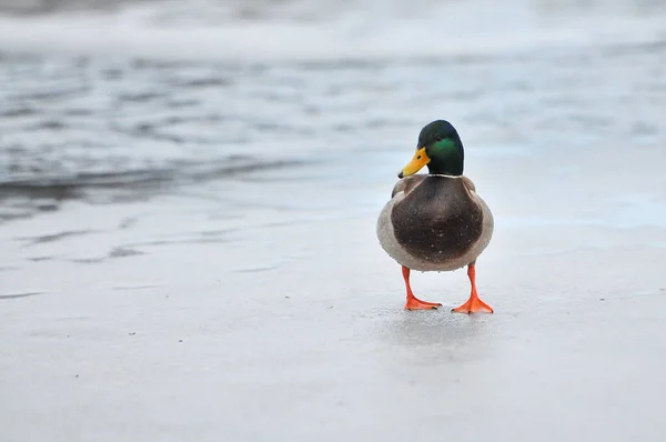 Patos Lago 2022 Invierno — Foto de Stock